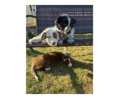 Border Collie szczeniaki czekoladowe, czarno-białe i red merle GOTOWE DO ODBIORU - 1