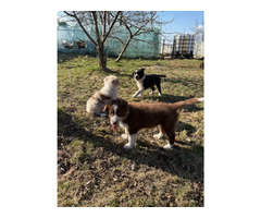 Border Collie szczeniaki czekoladowe, czarno-białe i red merle GOTOWE DO ODBIORU - 2