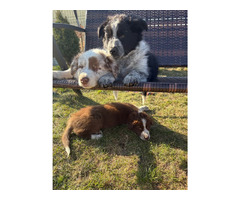 Border Collie szczeniaki czekoladowe, czarno-białe i red merle GOTOWE DO ODBIORU - 3