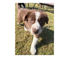 Border Collie szczeniaki czekoladowe, czarno-białe i red merle GOTOWE DO ODBIORU - 4