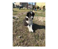 Border Collie szczeniaki czekoladowe, czarno-białe i red merle GOTOWE DO ODBIORU - 5