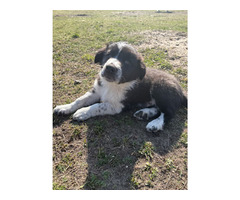 Border Collie szczeniaki czekoladowe, czarno-białe i red merle GOTOWE DO ODBIORU - 6