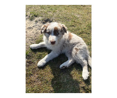 Border Collie szczeniaki czekoladowe, czarno-białe i red merle GOTOWE DO ODBIORU - 7