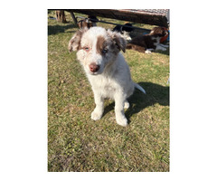 Border Collie szczeniaki czekoladowe, czarno-białe i red merle GOTOWE DO ODBIORU - 8