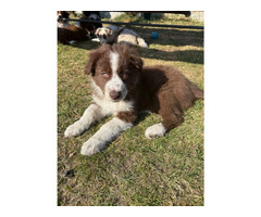 Border Collie szczeniaki czekoladowe, czarno-białe i red merle GOTOWE DO ODBIORU - 9