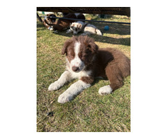 Border Collie szczeniaki czekoladowe, czarno-białe i red merle GOTOWE DO ODBIORU - 10