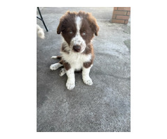 Border Collie szczeniaki czekoladowe, czarno-białe i red merle GOTOWE DO ODBIORU - 11