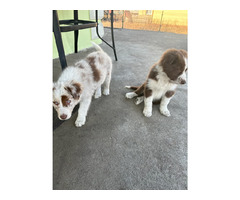 Border Collie szczeniaki czekoladowe, czarno-białe i red merle GOTOWE DO ODBIORU - 12