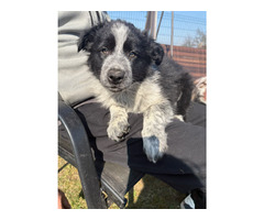 Border Collie szczeniaki czekoladowe, czarno-białe i red merle GOTOWE DO ODBIORU - 13