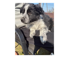 Border Collie szczeniaki czekoladowe, czarno-białe i red merle GOTOWE DO ODBIORU - 14