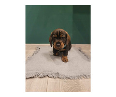 Jamnik szorstkowłosy standard