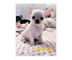 Chihuahua szczeniak wyjątkowy kremowy piesek