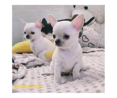 Chihuahua szczeniak wyjątkowy kremowy piesek