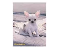 Chihuahua szczeniak wyjątkowy kremowy piesek