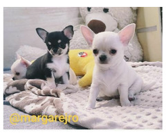 Chihuahua szczeniak wyjątkowy kremowy piesek