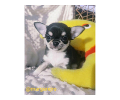 Chihuahua  malutki trikolor chłopak