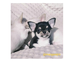 Chihuahua  malutki trikolor chłopak