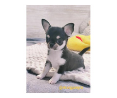 Chihuahua  malutki trikolor chłopak