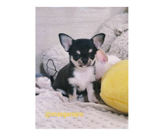 Chihuahua  malutki trikolor chłopak