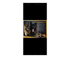 Owczarek niemiecki - szczenię