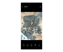 Owczarek niemiecki - szczenię