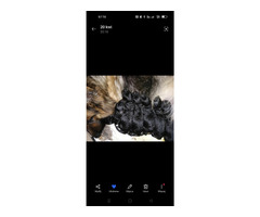 Owczarek niemiecki - szczenię