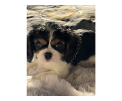 Cavalier King Charles Spaniel ZKwP sunia chlopiec