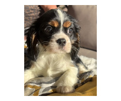 Cavalier King Charles Spaniel ZKwP sunia chlopiec