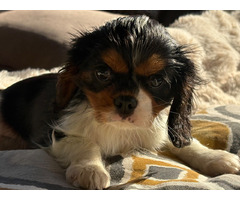 Cavalier King Charles Spaniel ZKwP sunia chlopiec