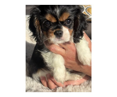 Cavalier King Charles Spaniel ZKwP sunia chlopiec