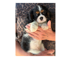 Cavalier King Charles Spaniel ZKwP sunia chlopiec - 6