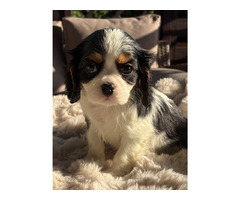 Cavalier King Charles Spaniel
