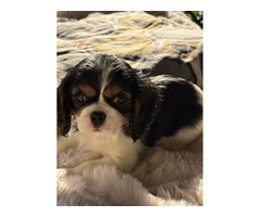 Cavalier King Charles Spaniel