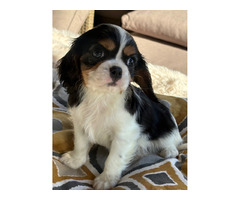 Cavalier King Charles Spaniel