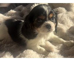 Cavalier King Charles Spaniel
