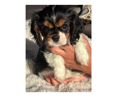 Cavalier King Charles Spaniel