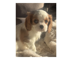 Cavalier King Charles Spaniel -sunia