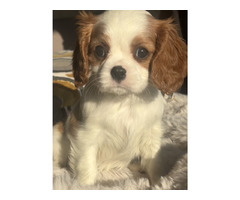 Cavalier King Charles Spaniel -sunia