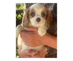 Cavalier King Charles Spaniel -sunia