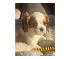 Cavalier King Charles Spaniel -sunia