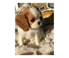 Cavalier King Charles Spaniel -sunia