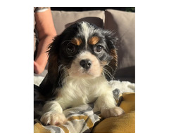 Cavalier King Charles Spaniel -sunia - 6
