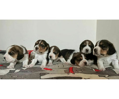 Beagle tricolor ZKwP