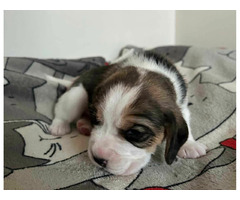 Beagle tricolor ZKwP