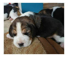 Beagle tricolor ZKwP