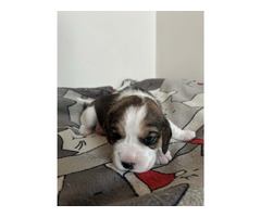 Beagle tricolor ZKwP