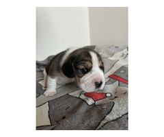 Beagle tricolor ZKwP
