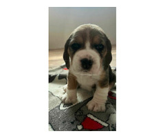 Szczeniaki Beagle tricolor ZKwP - 2
