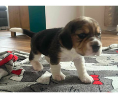 Szczeniaki Beagle tricolor ZKwP - 3