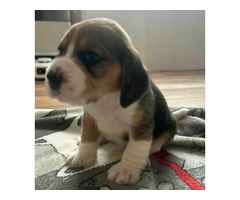 Szczeniaki Beagle tricolor ZKwP - 4